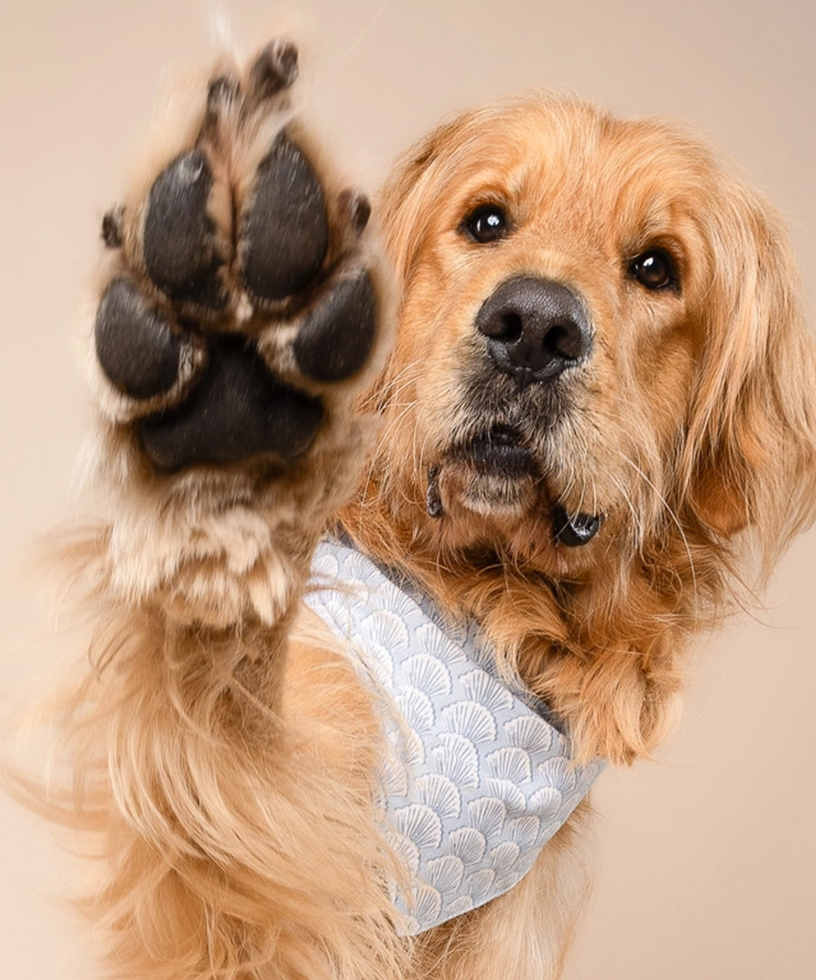 The-Paws-bandana-pour-chien-Coast-Seashell
