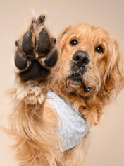 The-Paws-bandana-pour-chien-Coast-Seashell