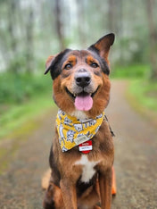 The-Paws-bandana-pour-chien-Day-Out