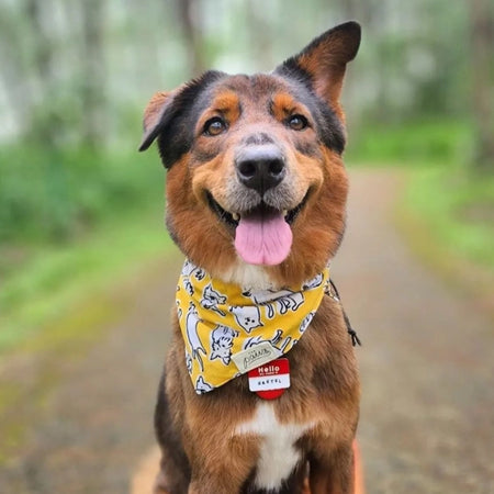 The-Paws-bandana-pour-chien-Day-Out