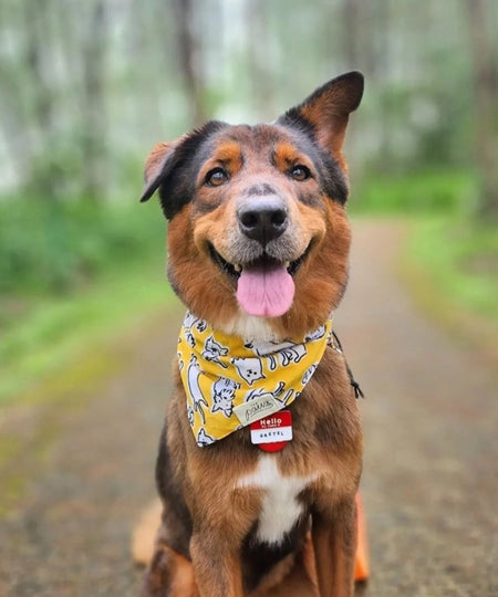 The-Paws-bandana-pour-chien-Day-Out