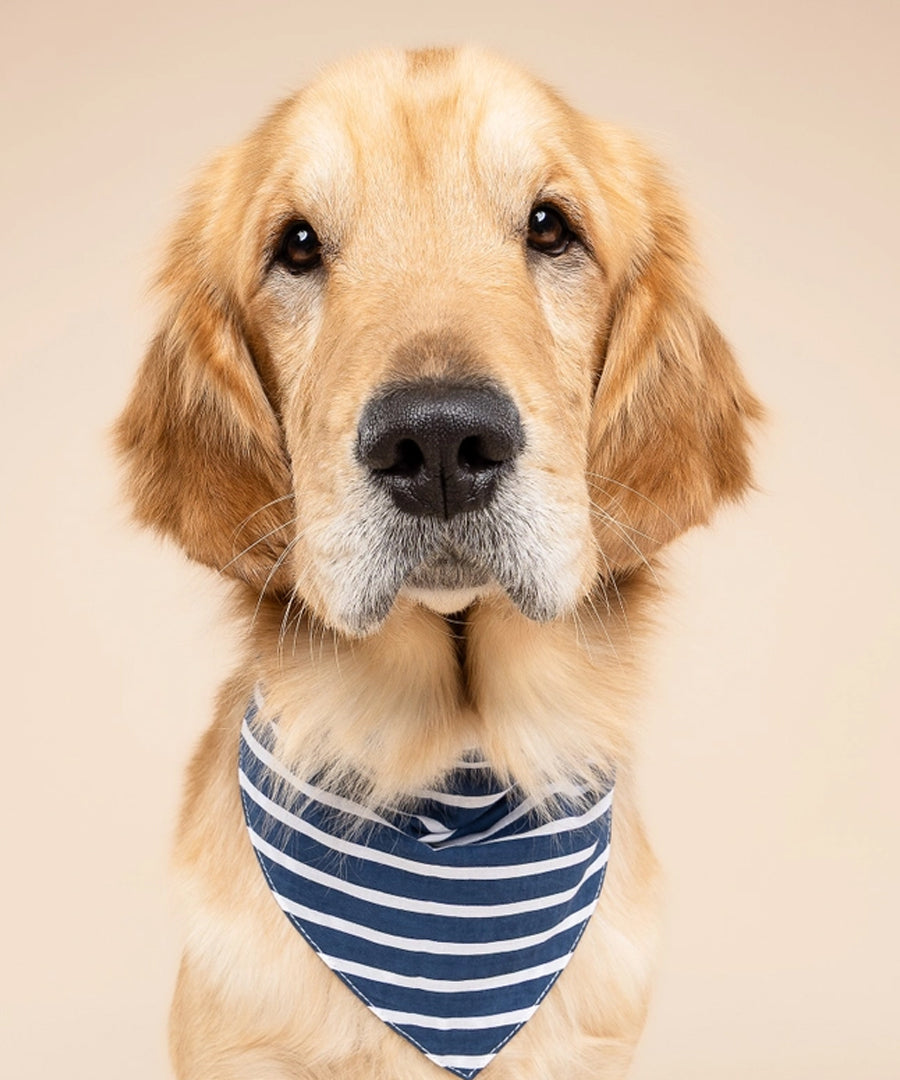 The-Paws-bandana-pour-chien-Everyday-Stripe