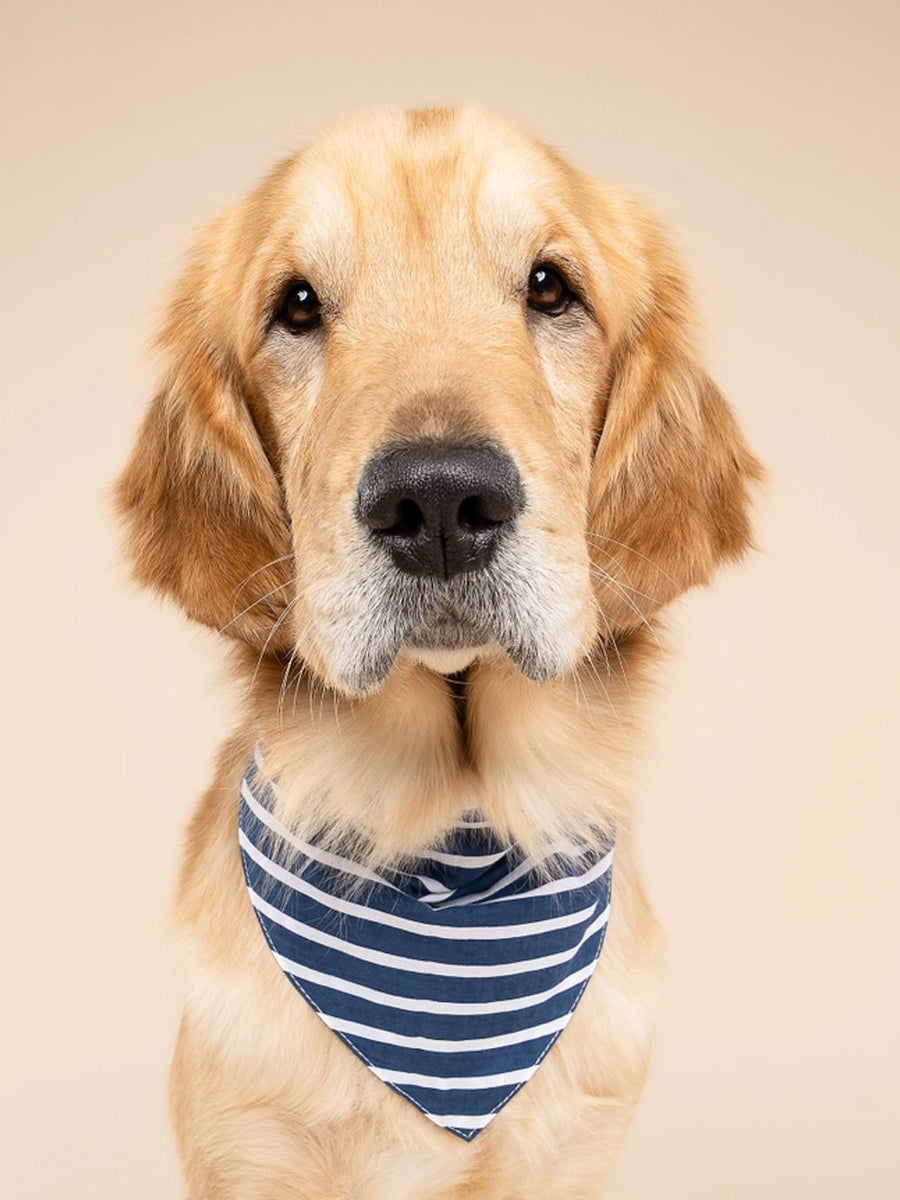 The-Paws-bandana-pour-chien-Everyday-Stripe