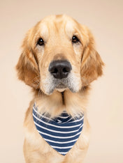 The-Paws-bandana-pour-chien-Everyday-Stripe