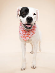 The-Paws-bandana-pour-chien-Flores-Shell