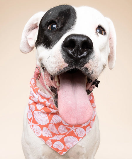 The-Paws-bandana-pour-chien-Flores-Shell