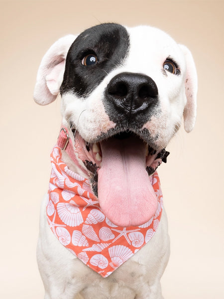 The-Paws-bandana-pour-chien-Flores-Shell