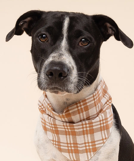 The-Paws-bandana-pour-chien-Ginger