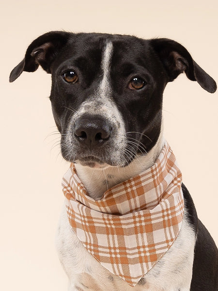 The-Paws-bandana-pour-chien-Ginger