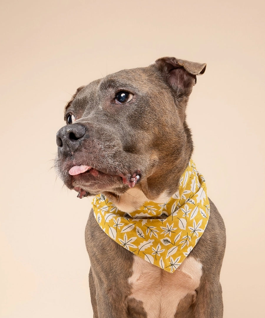 The-Paws-bandana-pour-chien-Golden-Fall-Leaves