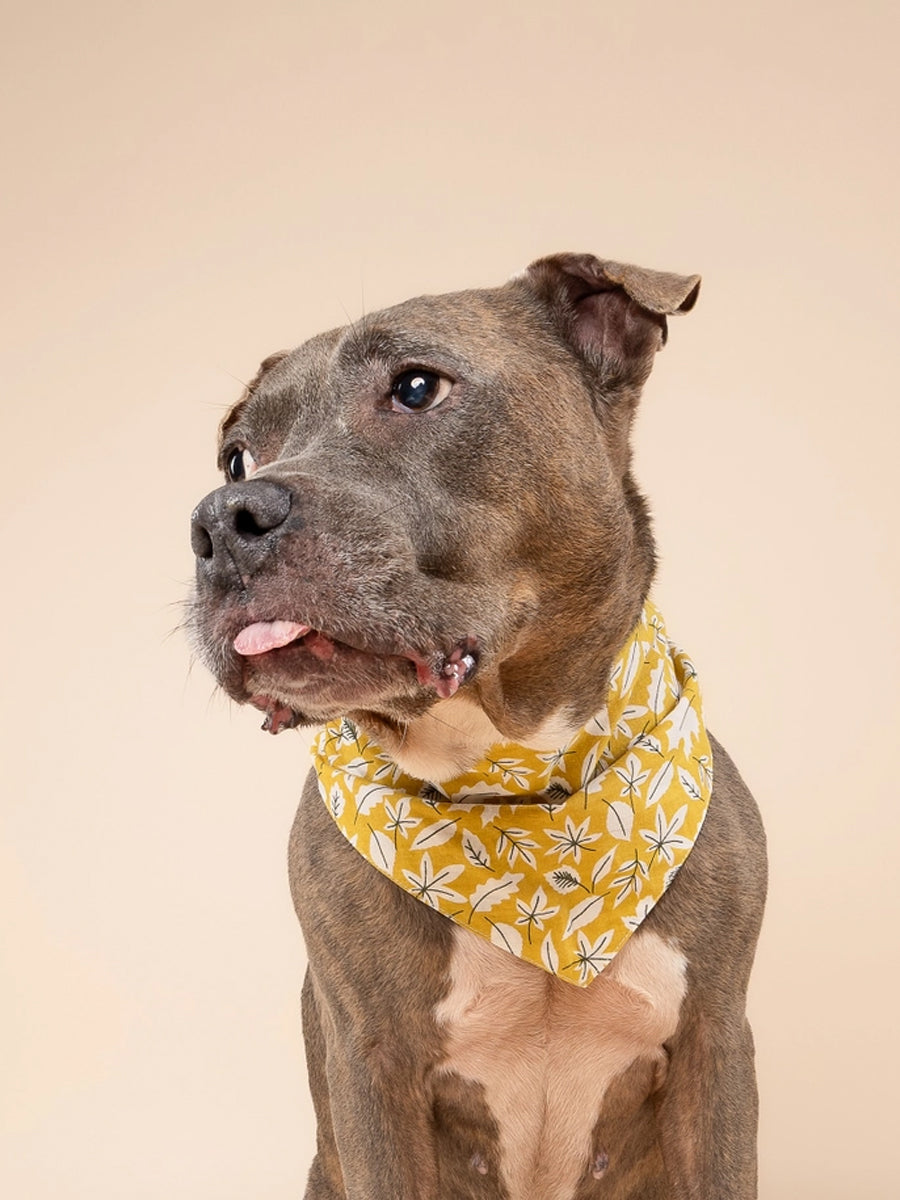 The-Paws-bandana-pour-chien-Golden-Fall-Leaves