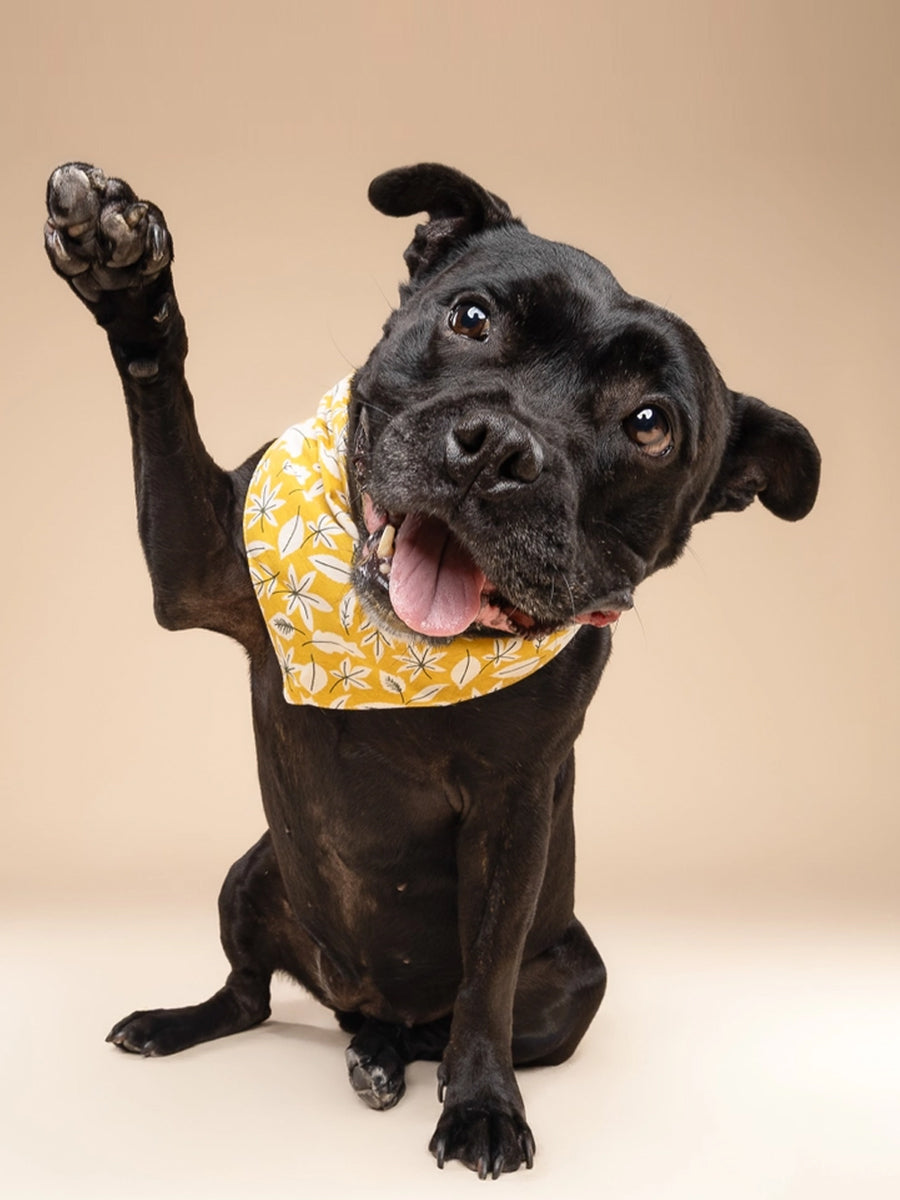 The-Paws-bandana-pour-chien-Golden-Fall-Leaves