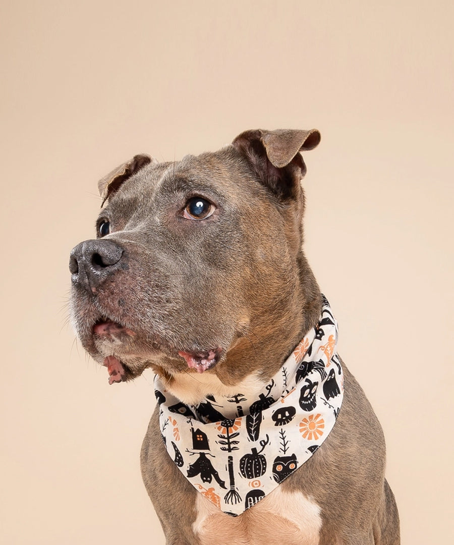 The-Paws-bandana-pour-chien-Hallows-Eve-Halloween