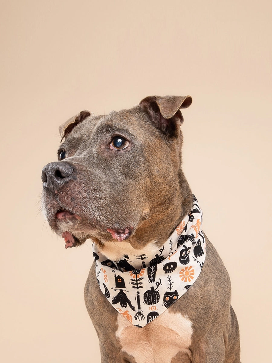 The-Paws-bandana-pour-chien-Hallows-Eve-Halloween