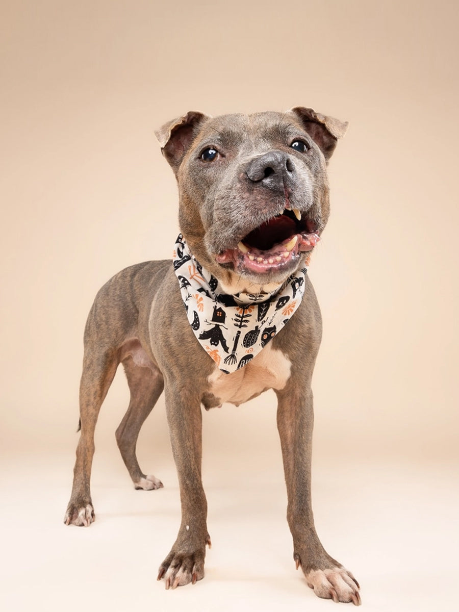 The-Paws-bandana-pour-chien-Hallows-Eve-Halloween