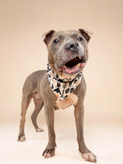 The-Paws-bandana-pour-chien-Hallows-Eve-Halloween