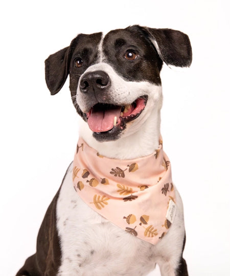     The-Paws-bandana-pour-chien-Hickory