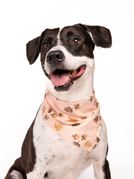     The-Paws-bandana-pour-chien-Hickory