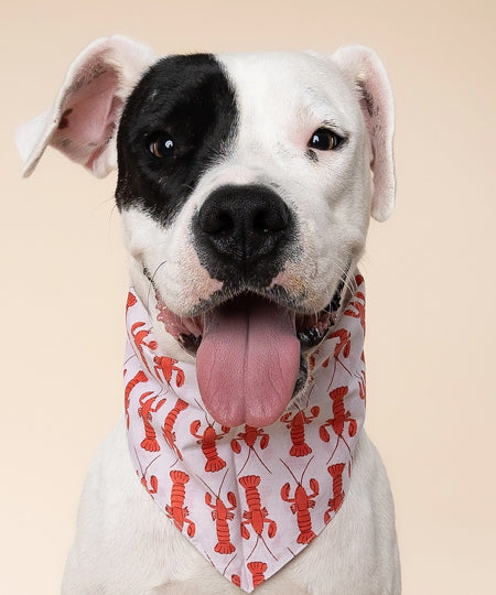The-Paws-bandana-pour-chien-Lobstah