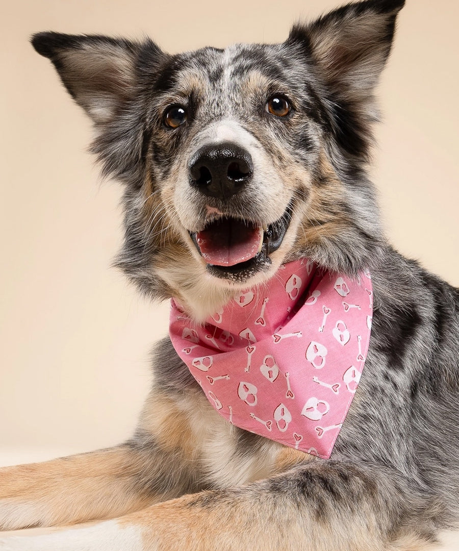 The-Paws-bandana-pour-chien-Love-Lock