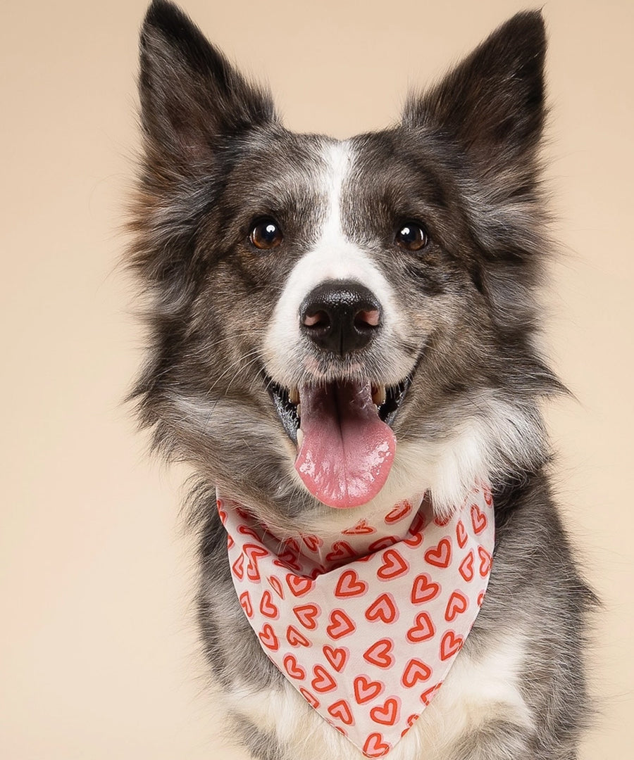 The-Paws-bandana-pour-chien-Lover