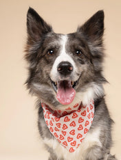 The-Paws-bandana-pour-chien-Lover