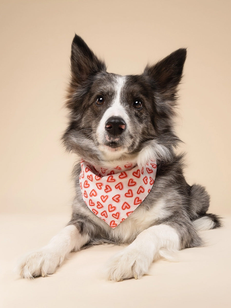 The-Paws-bandana-pour-chien-Lover