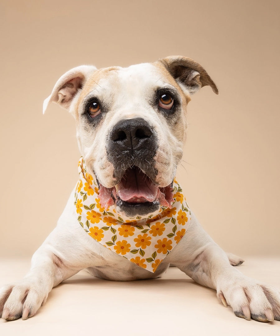 The-Paws-bandana-pour-chien-Marigold