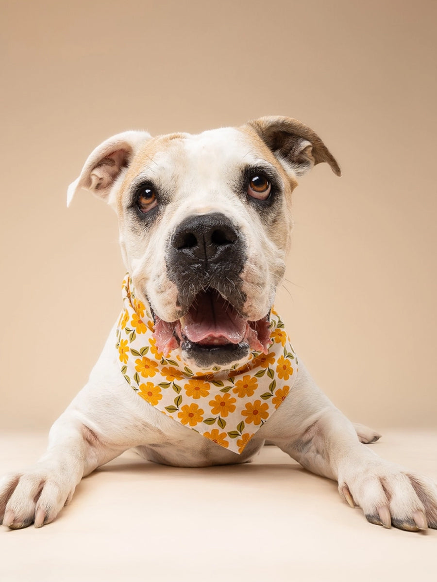 The-Paws-bandana-pour-chien-Marigold