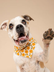 The-Paws-bandana-pour-chien-Marigold