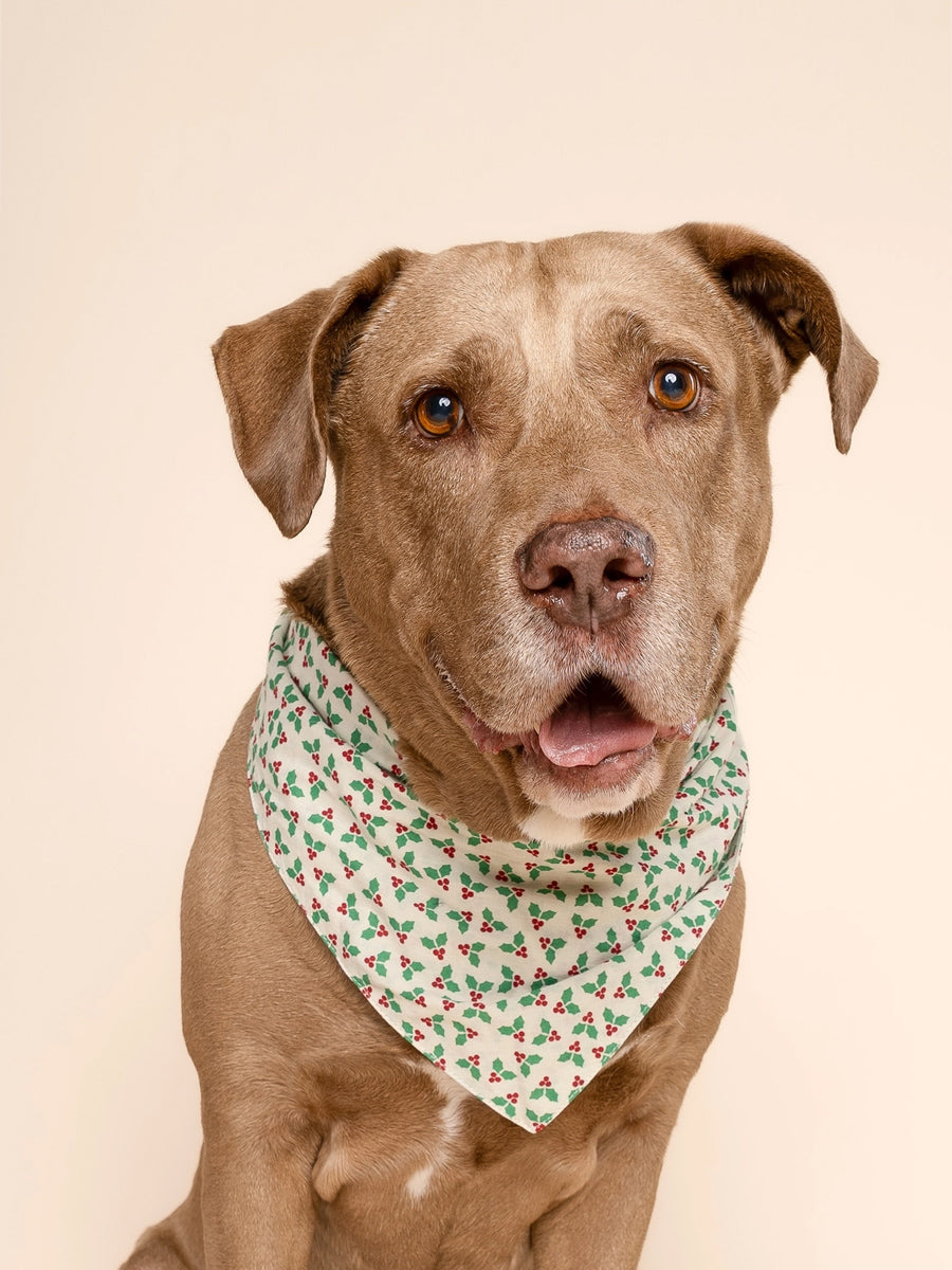 The-Paws-bandana-pour-chien-Merry