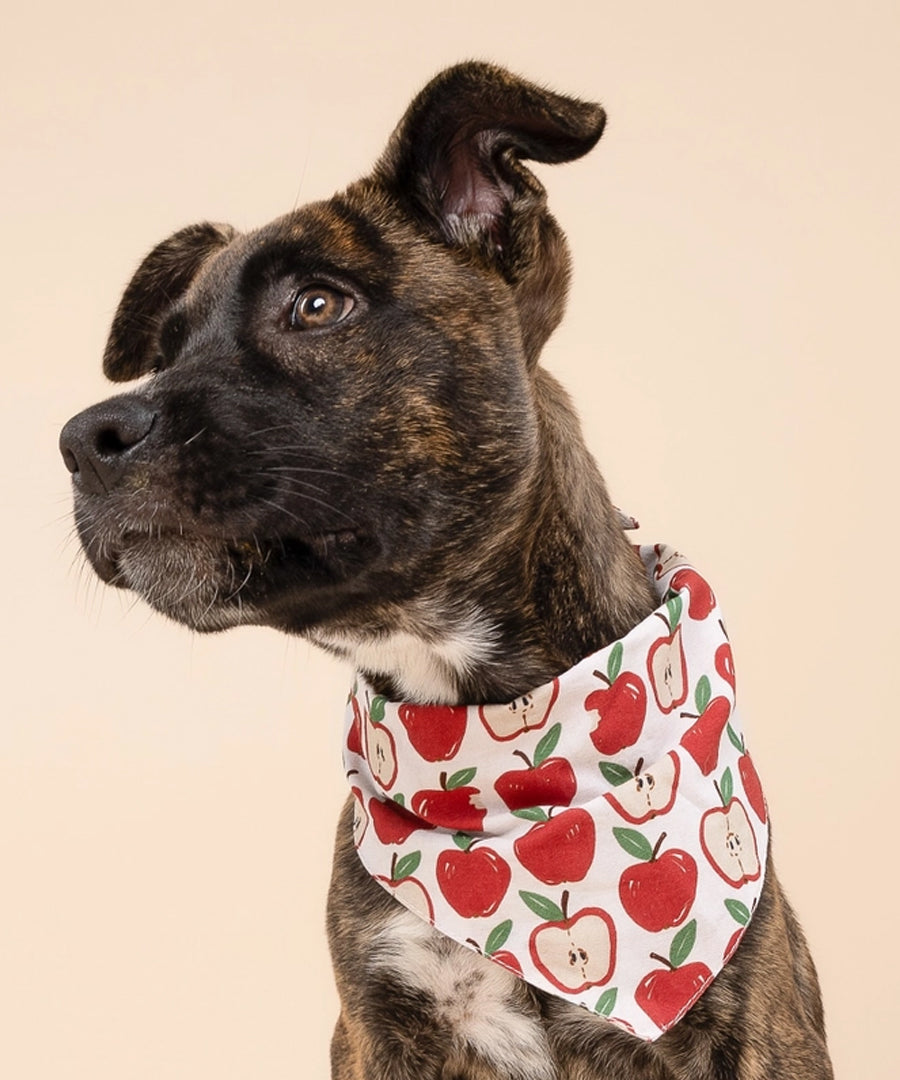 The-Paws-bandana-pour-chien-Orchard