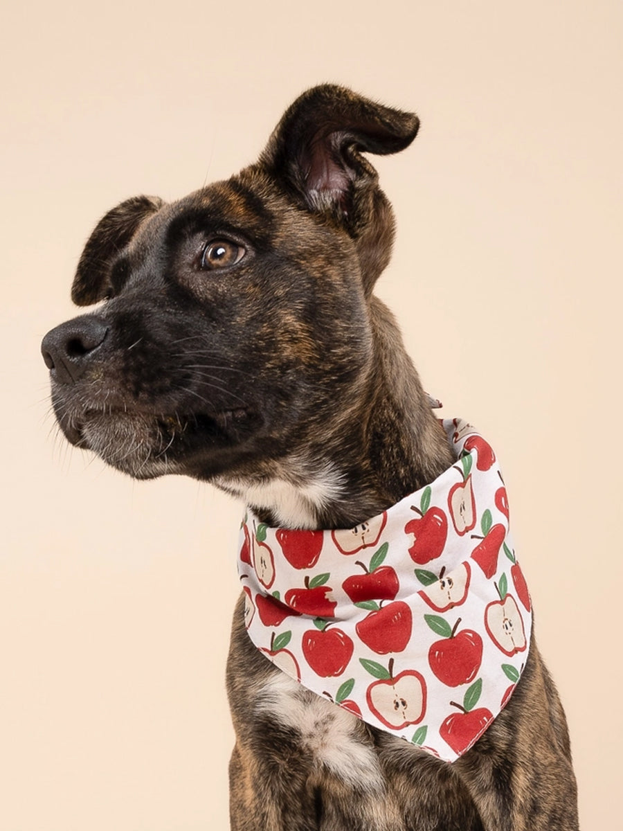 The-Paws-bandana-pour-chien-Orchard