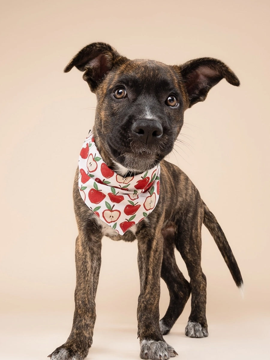 The-Paws-bandana-pour-chien-Orchard
