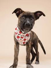 The-Paws-bandana-pour-chien-Orchard