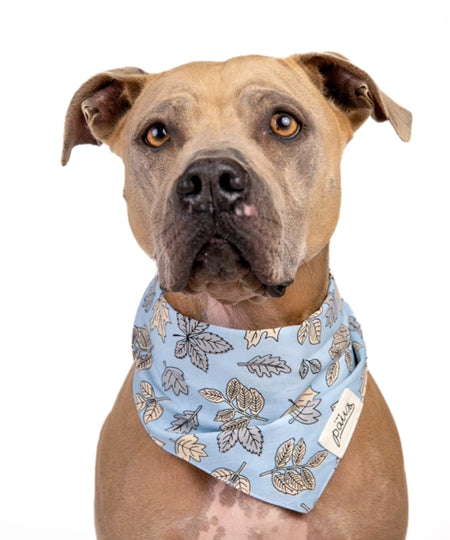     The-Paws-bandana-pour-chien-Parkway