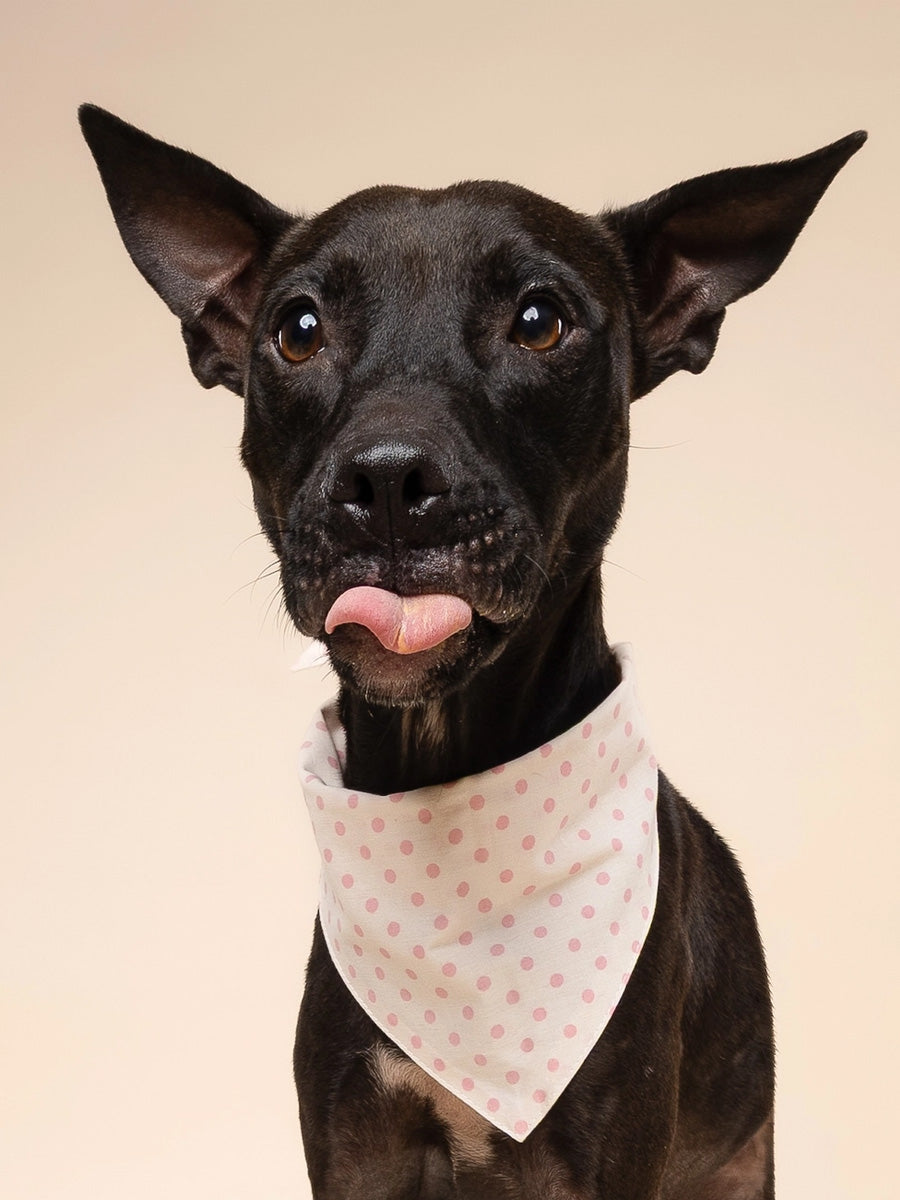 The-Paws-bandana-pour-chien-Polka-Dot-rose