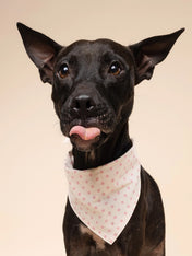 The-Paws-bandana-pour-chien-Polka-Dot-rose
