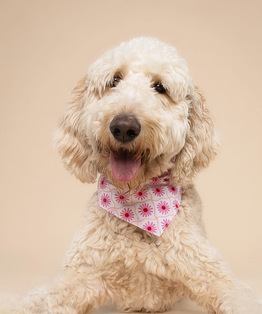 The-Paws-bandana-pour-chien-Poppy-rose
