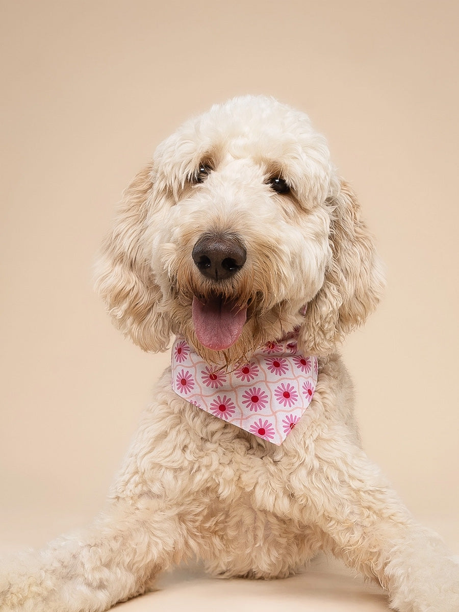 The-Paws-bandana-pour-chien-Poppy-rose