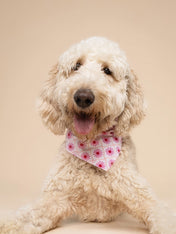 The-Paws-bandana-pour-chien-Poppy-rose