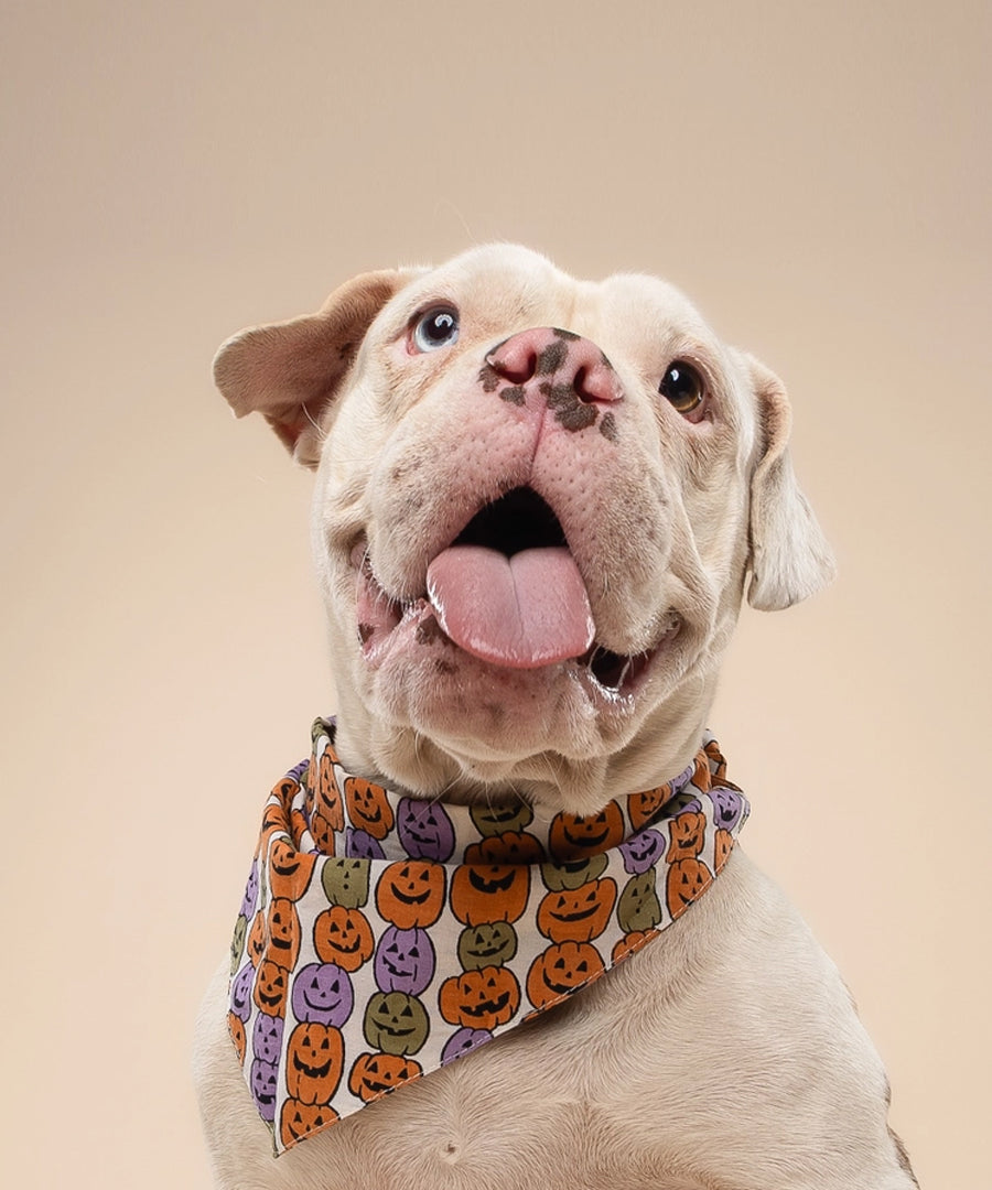 The-Paws-bandana-pour-chien-Pumpkin-Patch-Halloween