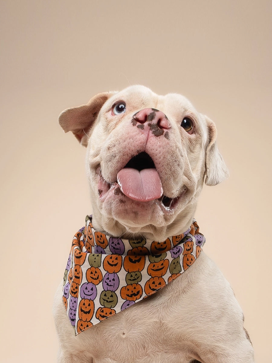 The-Paws-bandana-pour-chien-Pumpkin-Patch-Halloween