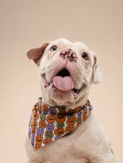 The-Paws-bandana-pour-chien-Pumpkin-Patch-Halloween