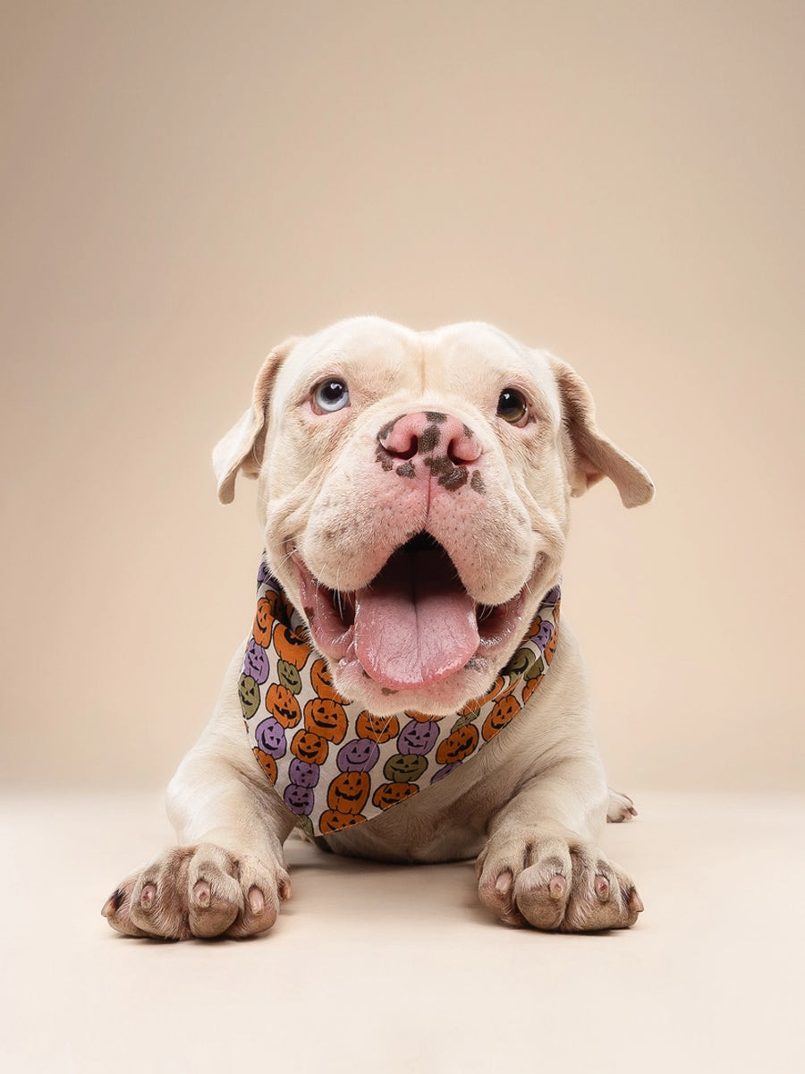 The-Paws-bandana-pour-chien-Pumpkin-Patch-Halloween