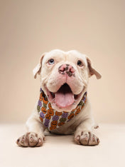 The-Paws-bandana-pour-chien-Pumpkin-Patch-Halloween