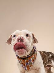 The-Paws-bandana-pour-chien-Pumpkin-Patch-Halloween