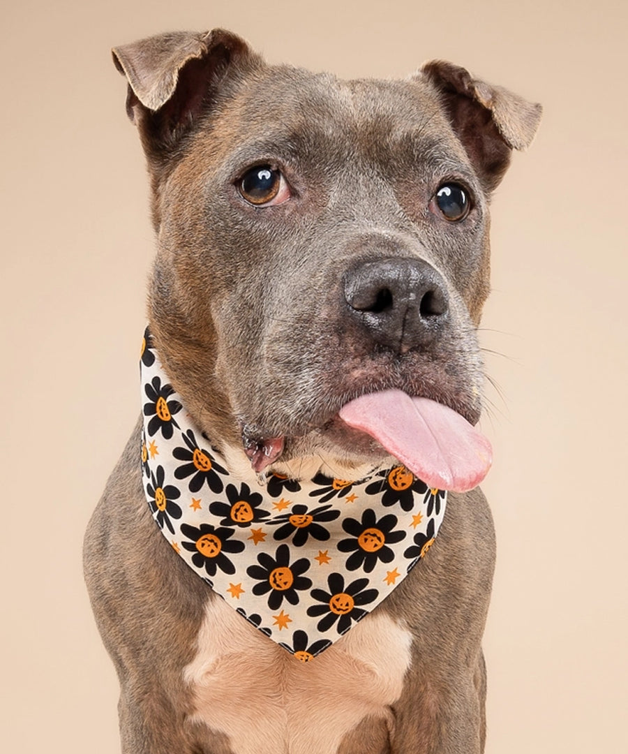 The-Paws-bandana-pour-chien-Pumpkin-Petals-Halloween