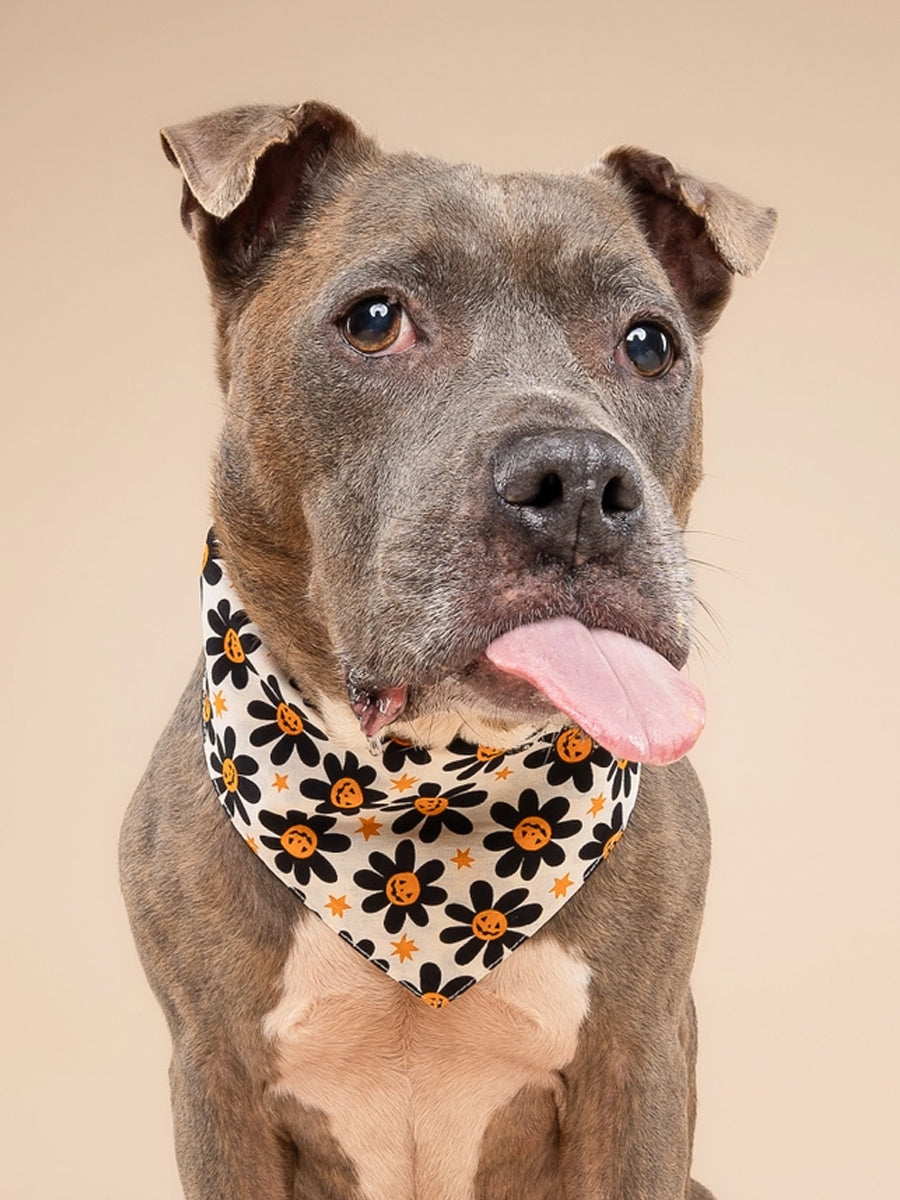 The-Paws-bandana-pour-chien-Pumpkin-Petals-Halloween