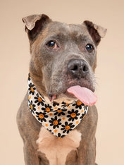 The-Paws-bandana-pour-chien-Pumpkin-Petals-Halloween